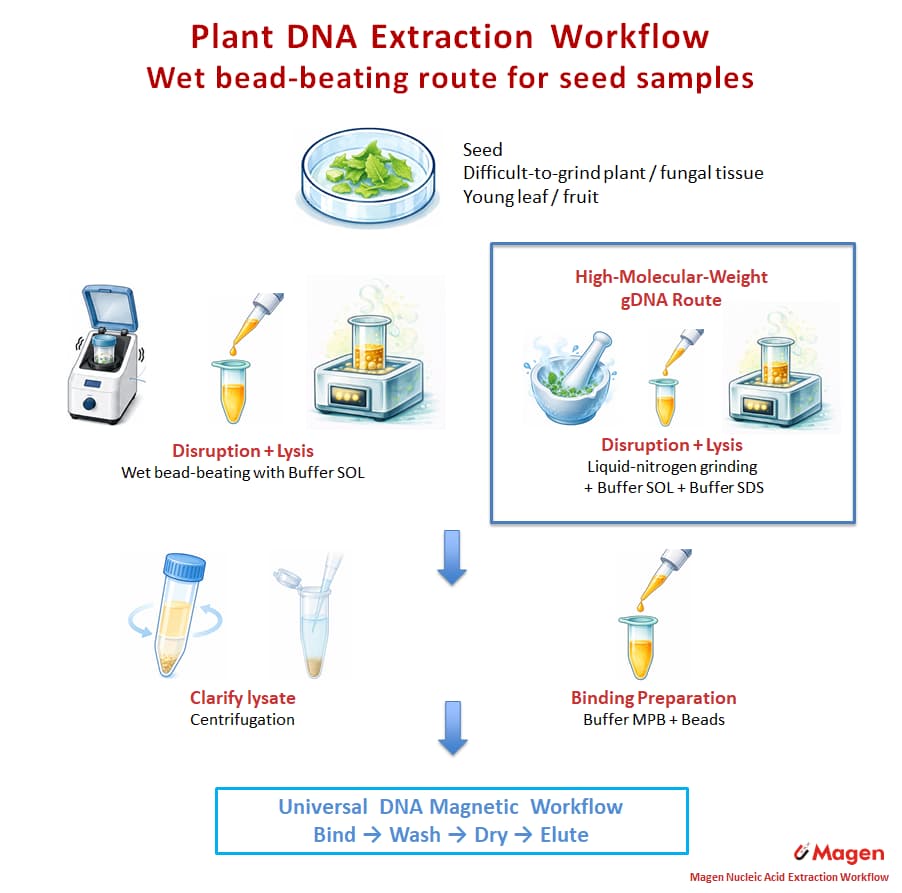 Wet bead-beating seed DNA extraction workflow showing Buffer SOL disruption and lysis, lysate clarification, Buffer MPB and bead binding, optional high-molecular-weight gDNA route, and magnetic DNA purification.
